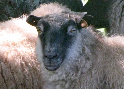 Rowan, a Shetland Ewe.