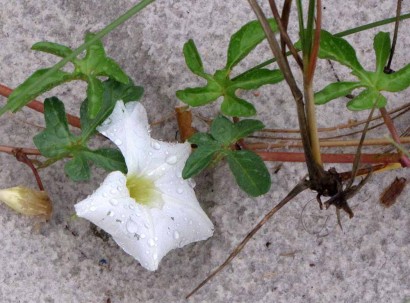 Flower On Panama City Beach Flower On Panama City Beach