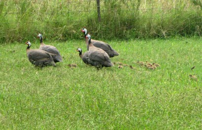 Guineas and their keets.
