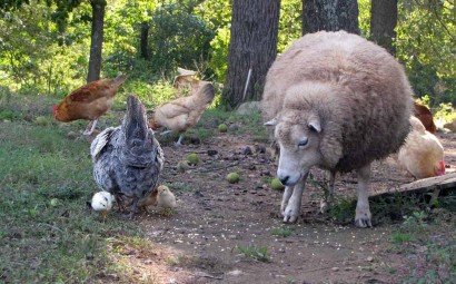 Coconut, a Shetland ewe, checks out the new chicks.