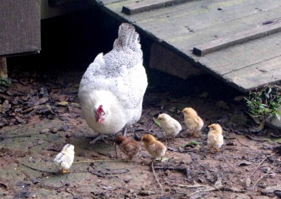 Peepers the hen and her 6 little chicks.