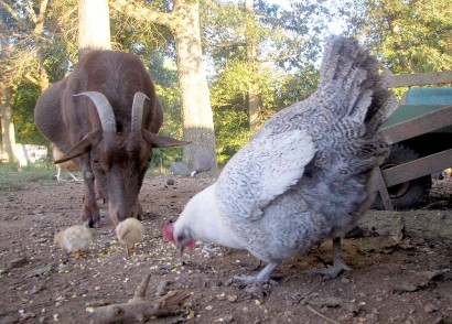 Cinnamon the goat checks out the chicks.