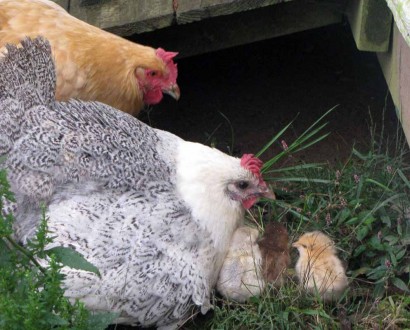 Peepers fluffs up to let chicks get under her.