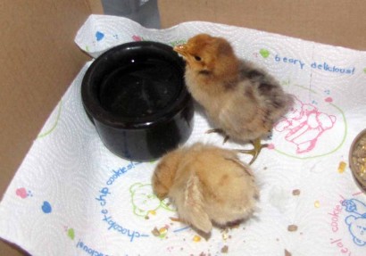 Orphan chicks inside brooder box.