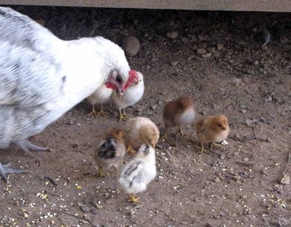 Peepers says, "You're not one of MY chicks!"