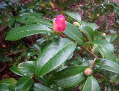 Camellia 'Winter's Star' (camellia oleifera) buds