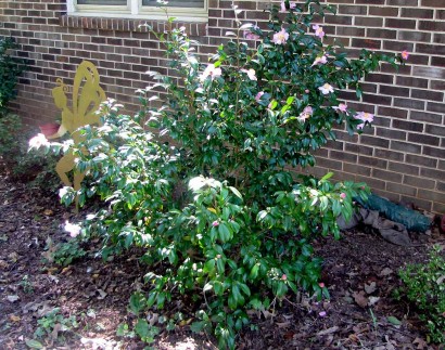 Camellia 'Winter's Star' (camellia oleifera) bush