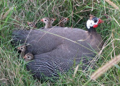Mama Guinea With Baby Keets