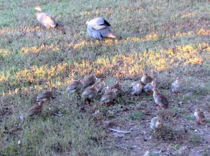 Adult Guineas And Keets