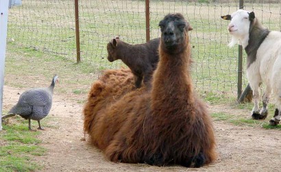 Goat Kid On Llama Back