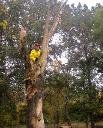 Lumberjack Farmer in the tree.