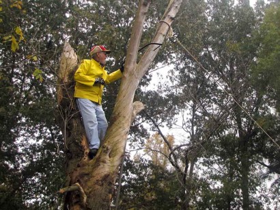 Lumberjack on the farm sawing tree limb.