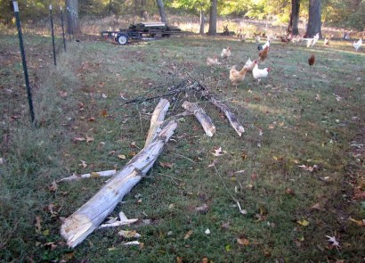 Fall tree limb mess in the yard.