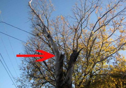Dead tree with arrow pointing to broken off limb.