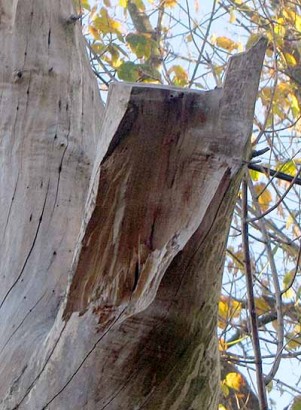 Close-up of broken off tree limb.