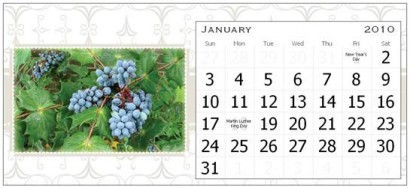 January Page for the Rural Ramblings 2010 Floral Calendar