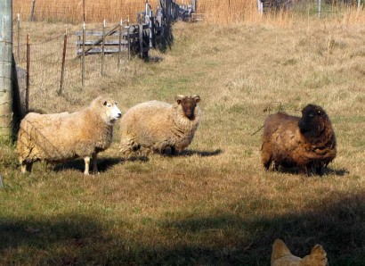 Shetland ewe sheep in pasture.