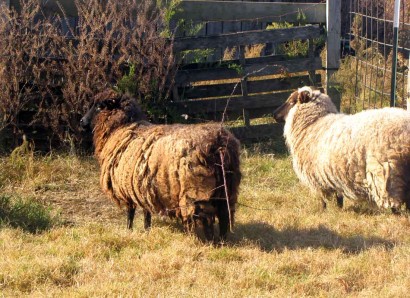 Two Shetland ewe sheep walking off.
