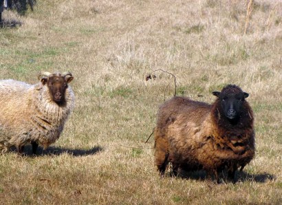 Shetland ewe sheep Valrhona and Papaya