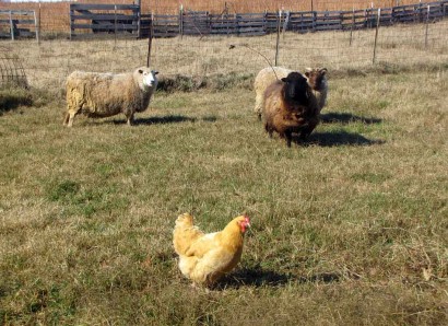 Shetland ewe sheep and Buff Orpington chicken
