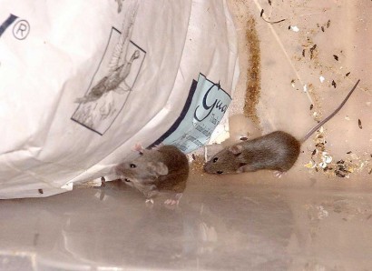 Mice climbing feed bags - really need to buy mousetraps! Mice climbing feed bags - really need to buy mousetraps!