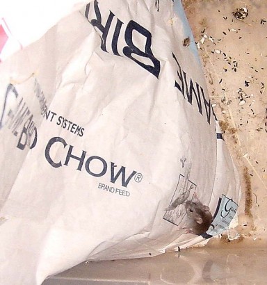 Mouse climbing feed bag - think I need to buy mousetraps? Mouse climbing feed bag - think I need to buy mousetraps?