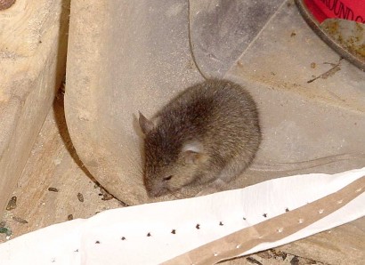 MOUSE! Can we say, BUY MOUSETRAPS???? MOUSE! Can we say, BUY MOUSETRAPS????