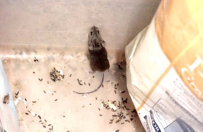 A mouse means it's time to buy mousetraps! A mouse means it's time to buy mousetraps!