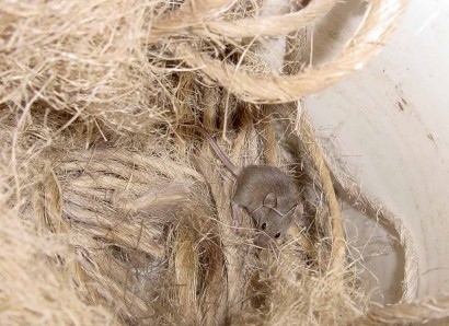 Mouse nesting in baling twine - must buy mousetraps! Mouse nesting in baling twine - must buy mousetraps!