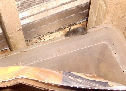Mouse in feedroom - MUST BUY MOUSETRAPS! Mouse in feedroom - MUST BUY MOUSETRAPS!