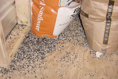 Sunflower seeds eaten by mice - need to buy a mousetrap! Sunflower seeds eaten by mice - need to buy a mousetrap!