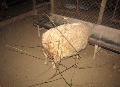 Coconut, our Shetland ewe sheep, with a bunch of briars in her wool.