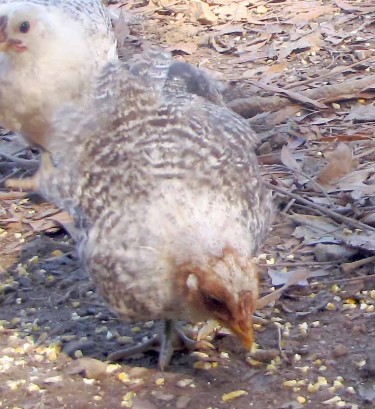 Chimera Chicken Bird getting new head feathers.