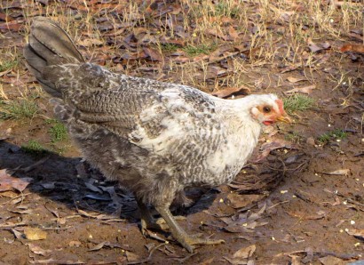 No longer a Chimera Chicken Bird!