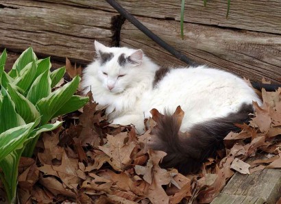 Our cat, Spot.