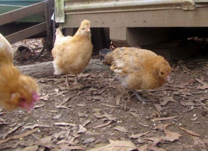 Two pet chickens.