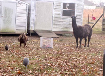 Cinnamon and Keira checking out the new chicks in the backyard.