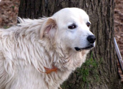 Neffie, our Maremma sheep dog.