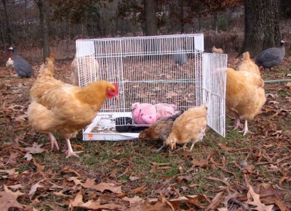Buff Orpington hens check out new chicks.