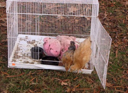 New chickens in the backyard!