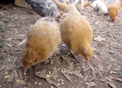 Chickens in the backyard eating.