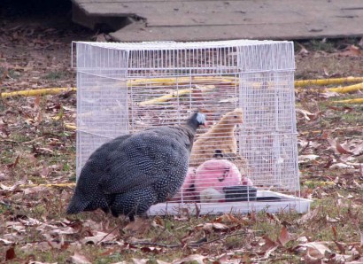 Guinea and chick, eyeball to eyeball.
