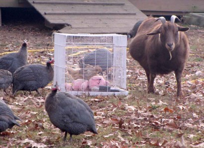 Guineas checking out new chickens in the backyard.