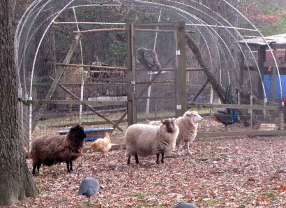 Three Shetland sheep ewes in front of peacock pen.