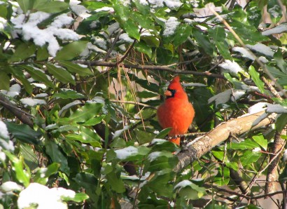 Male Cardinal Bird on Cherry Laurel tree. Male Cardinal Bird on Cherry Laurel tree.