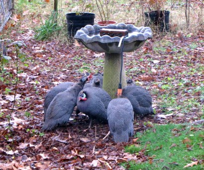 Guineas sheltering under birdbath during a rainstorm. Guineas sheltering under birdbath during a rainstorm.