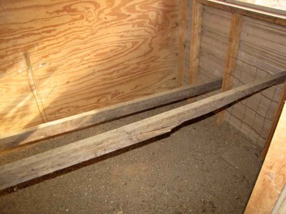Roosts in the chicken house.