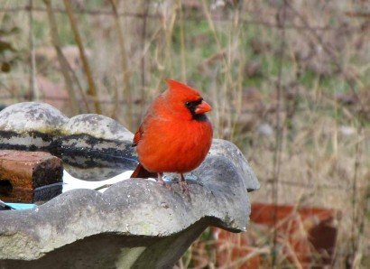 Male Cardinal