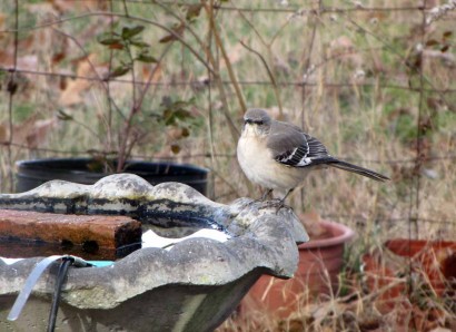 Northern Mockingbird at Southern Birdbath.