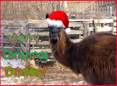 Llama Samson says "Merry Christmas Dudes!"